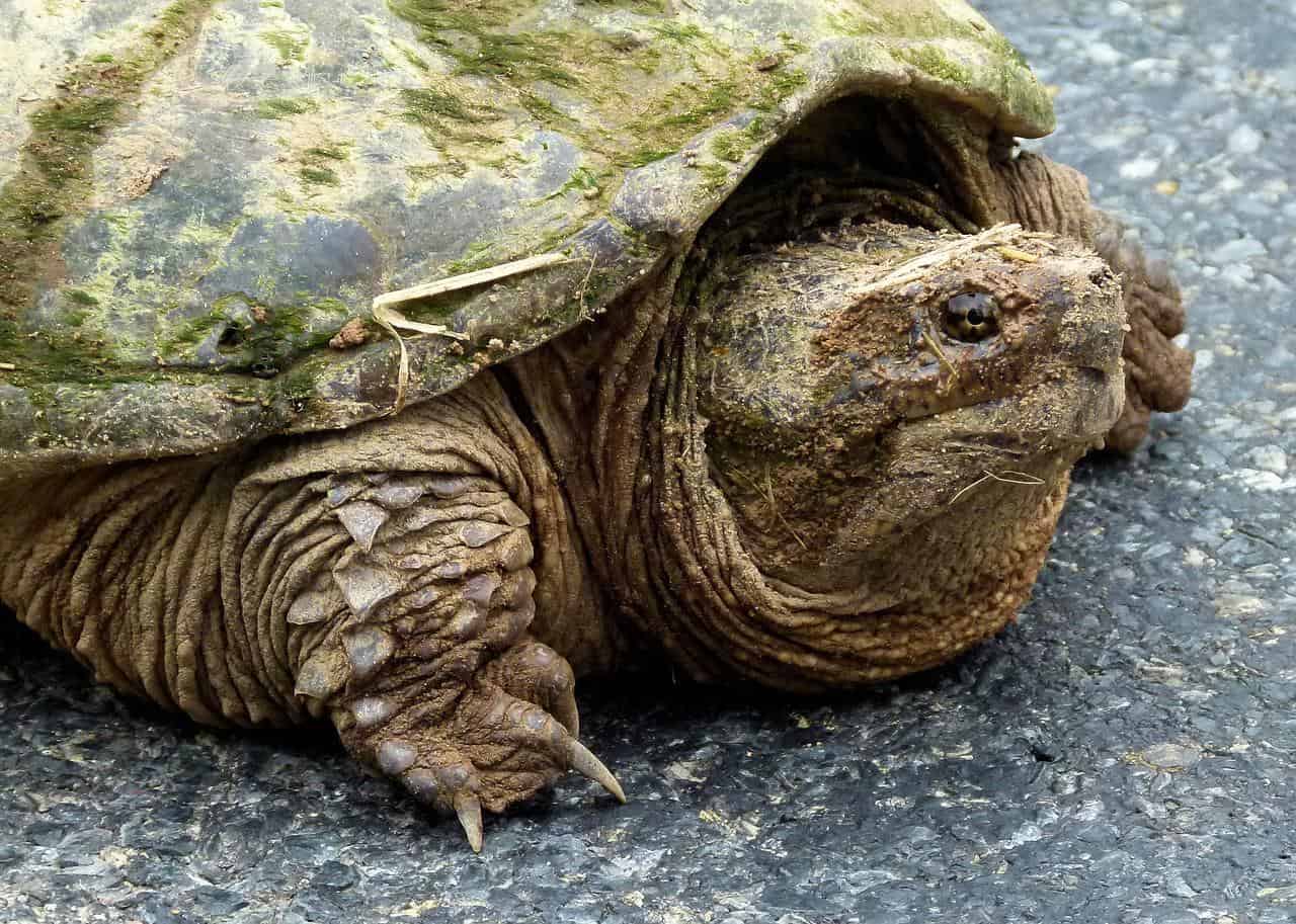 Spring Recipes! A Taste for Turtle - Mandy and Michele